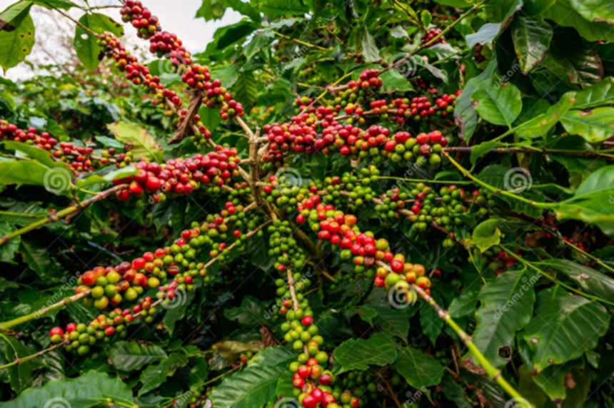 Something About Coffee Plants